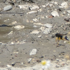 Sceliphron destillatorium