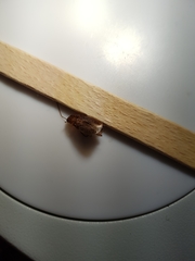 Parellipsidion latipenne