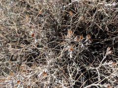 Tetradymia stenolepis