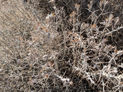 Tetradymia stenolepis