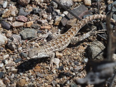 Liolaemus nigromaculatus