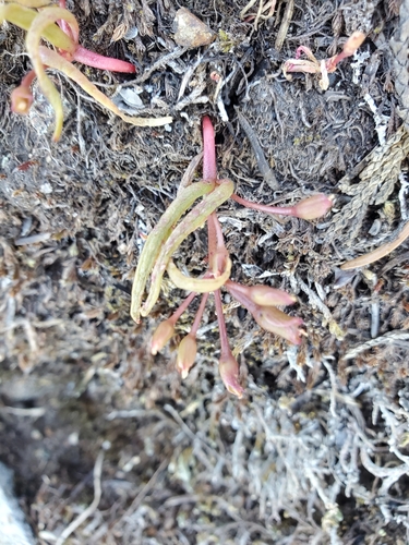 Image of Lewisia triphylla by no rights reserved