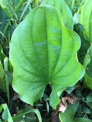 Echinodorus grandiflorus