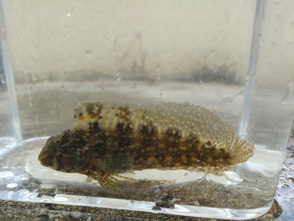 Florida Blenny (Saltwater Fish of Alabama) · iNaturalist