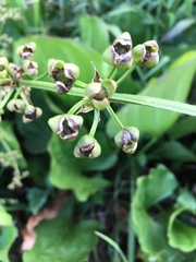 Echinodorus grandiflorus