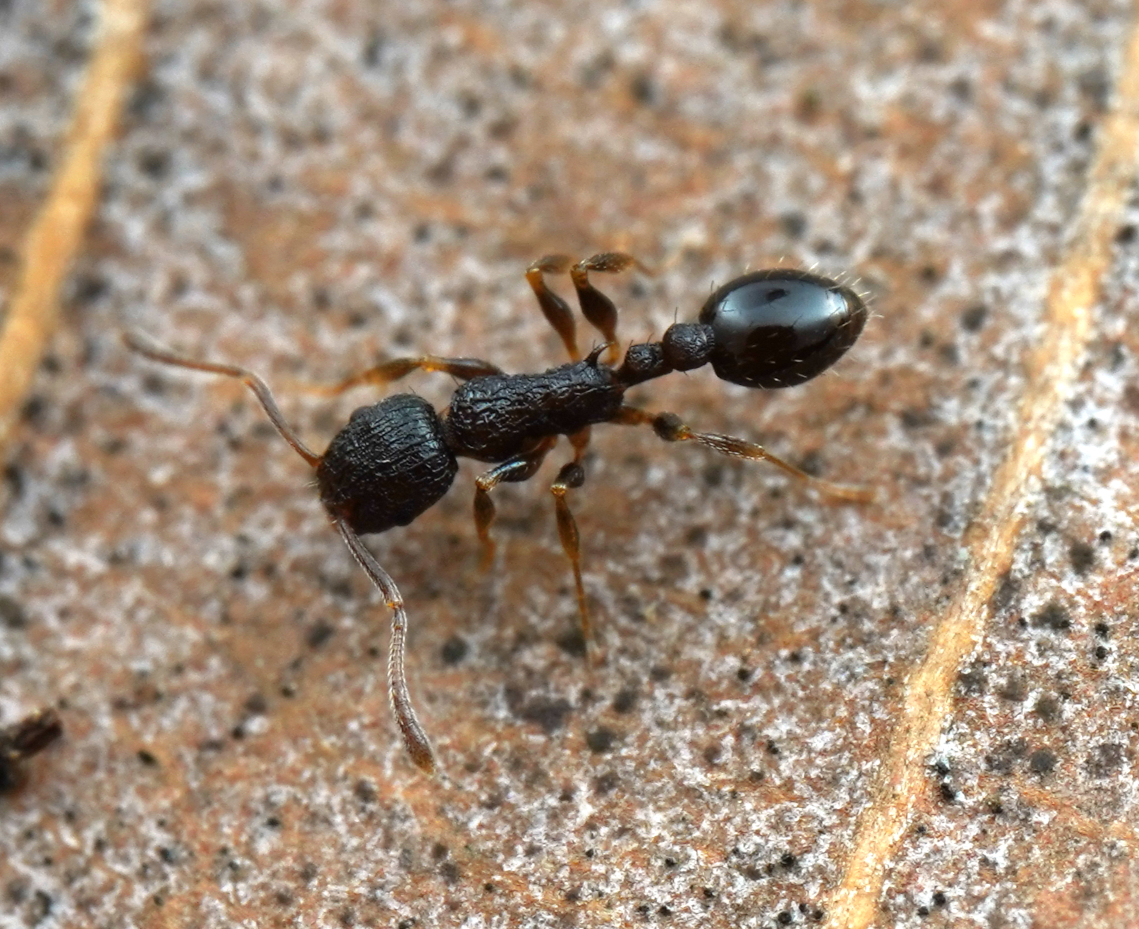 Temnothorax makora