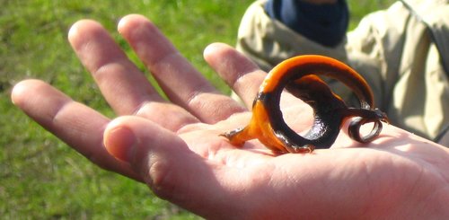 California Newt, photo 6 of 9