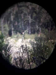 Spermestes bicolor nigriceps