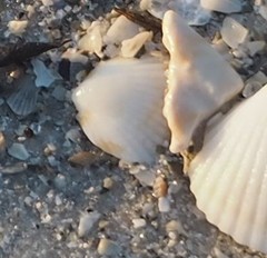 Tucetona