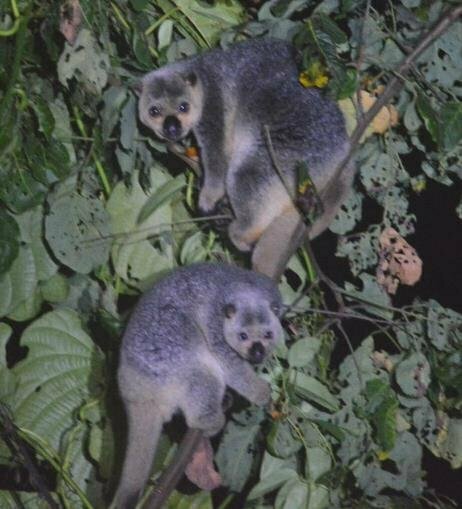 Talaud Bear Cuscus