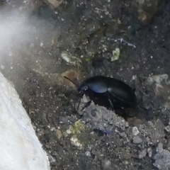 Ablattaria laevigata