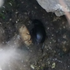 Ablattaria laevigata