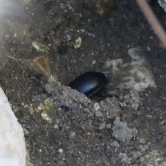 Ablattaria laevigata