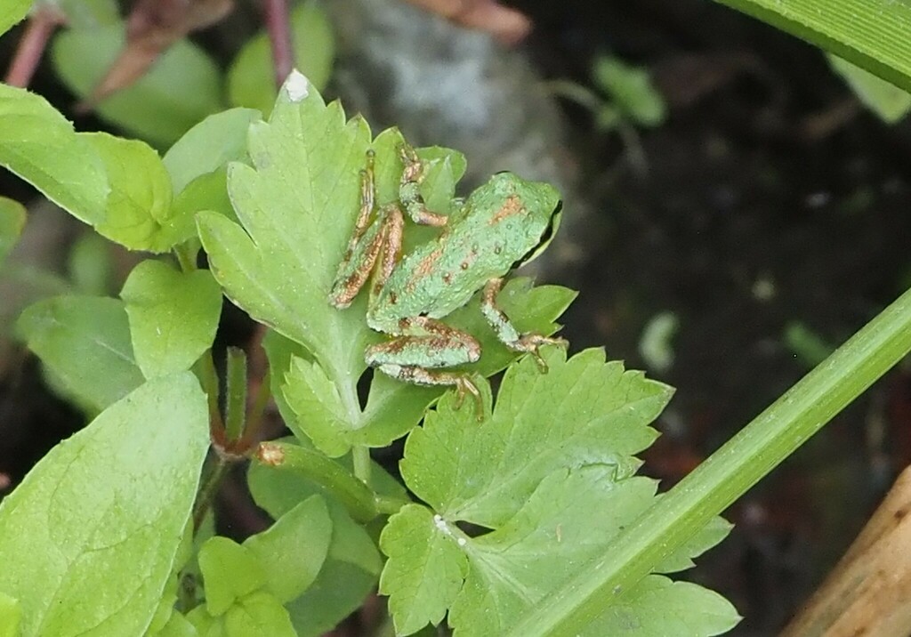 Sierran Tree Frog from WIlder Ranch State Park -Ohlone Bluff on July 3 ...