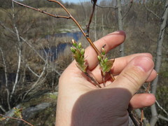 Amelanchier laevis