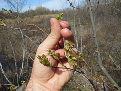 Amelanchier laevis