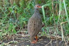 Pternistis afer cranchii