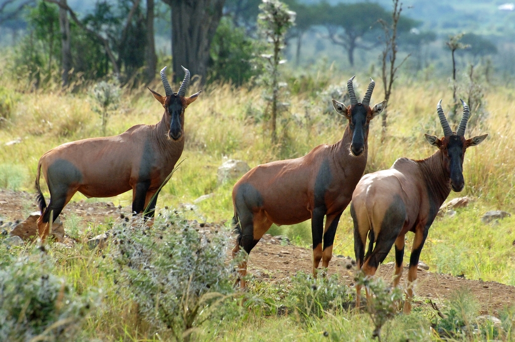 Common Tsessebe