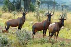 Common Tsessebe photo 1