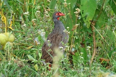 Pternistis afer cranchii