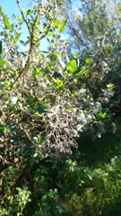 Bystropogon canariensis