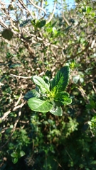 Bystropogon canariensis