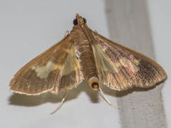 Lepidoptera