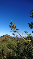 Bystropogon canariensis
