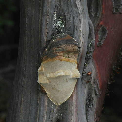Fomes arctostaphyli image