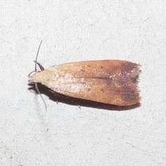 Anacampsis fullonella
