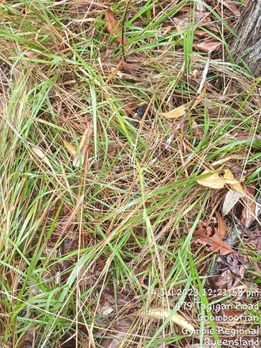 Microlaena stipoides