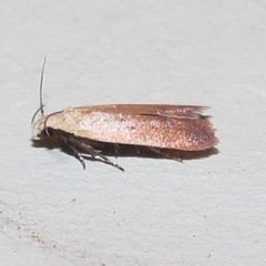 Anacampsis fullonella