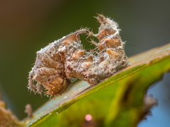 Limenitidinae
