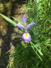 Iris versicolor