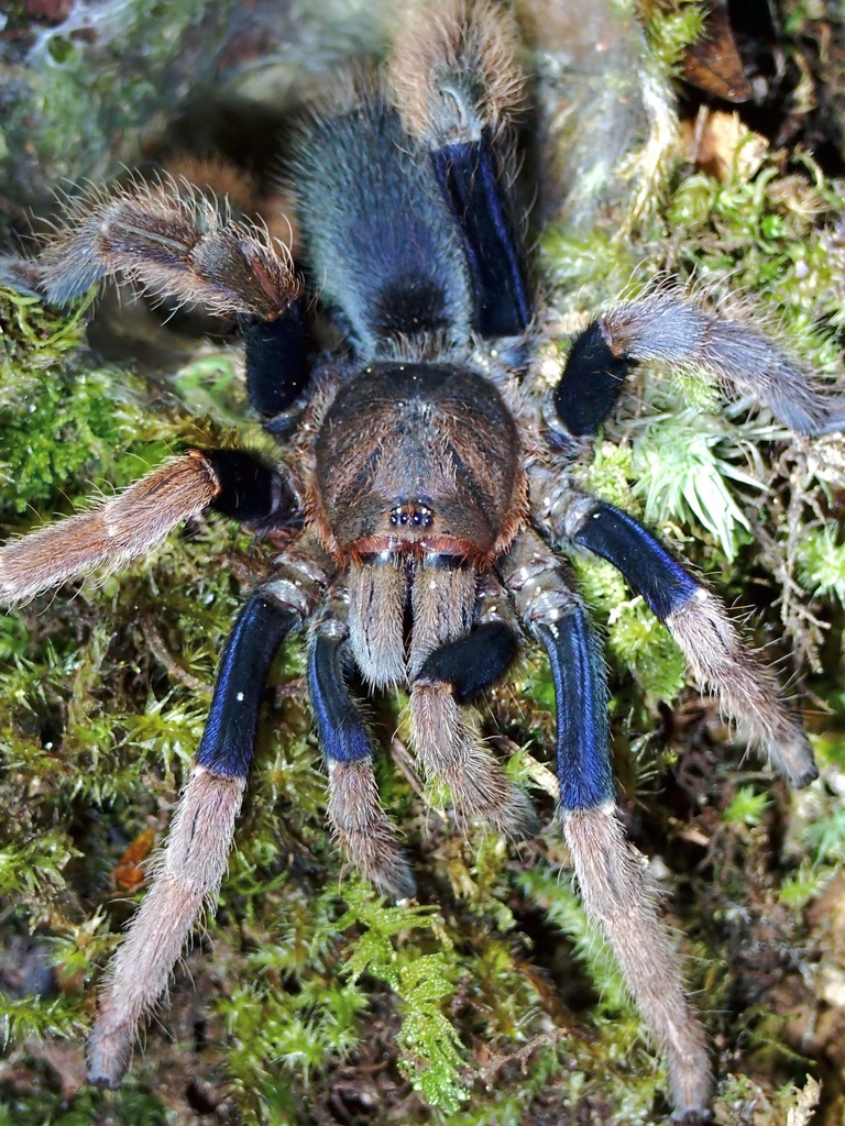 Malaysian Purple Femur Tarantula From Pahang Malaysia On April