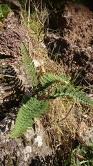 Paragymnopteris marantae