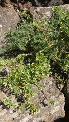 Paronychia canariensis