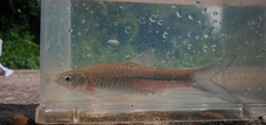 Rasbora photo 3