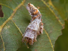 Limenitidinae