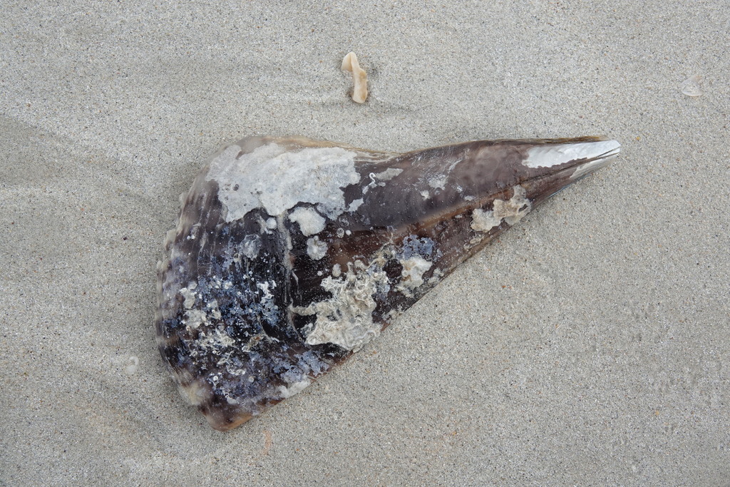 Pinna from Broome WA, Australia on May 2, 2023 at 10:51 AM by Enot ...