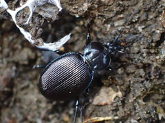Sphaeroderus stenostomus
