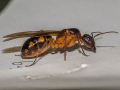 Camponotus substitutus