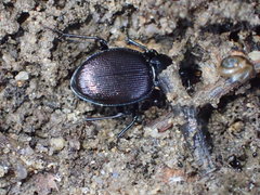 Sphaeroderus stenostomus