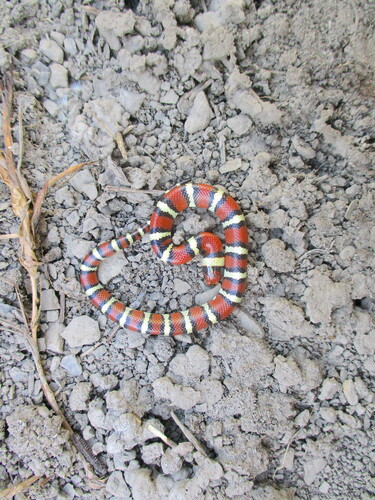 Western Milksnake photographed in Colorado
