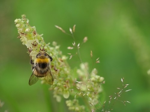 White-tailed Bumble Bee, 6414 Heerlen, Niederlande, photo 6 of 10
