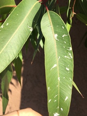 Eucalyptolyma maideni