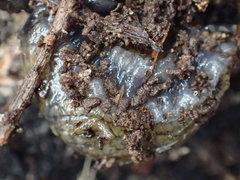 Tandonia budapestensis