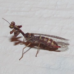 Leptomantispa pulchella