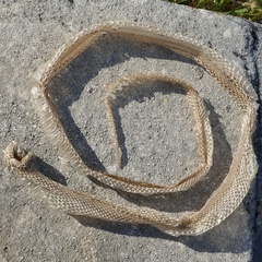 Elaphe quatuorlineata