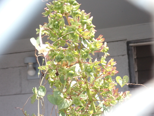 Clerodendrum indicum observed 2023-07-03